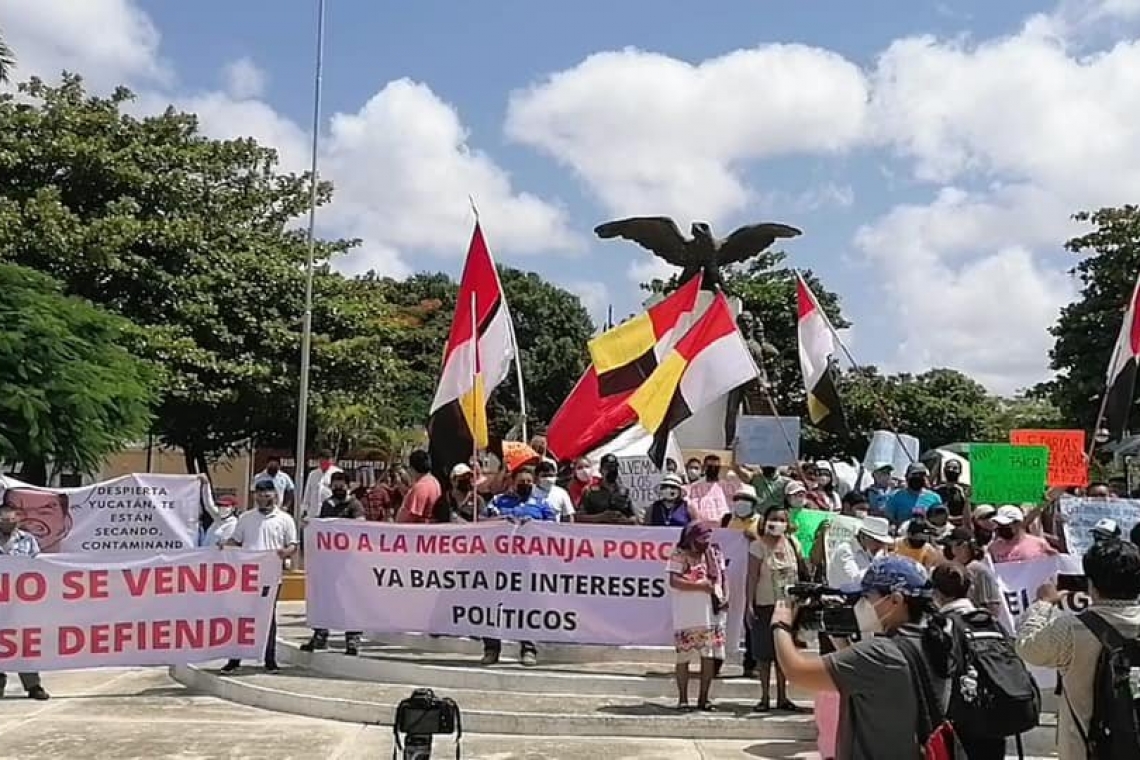 Habitantes de Homún dicen otra vez NO a una mega granja porcícola