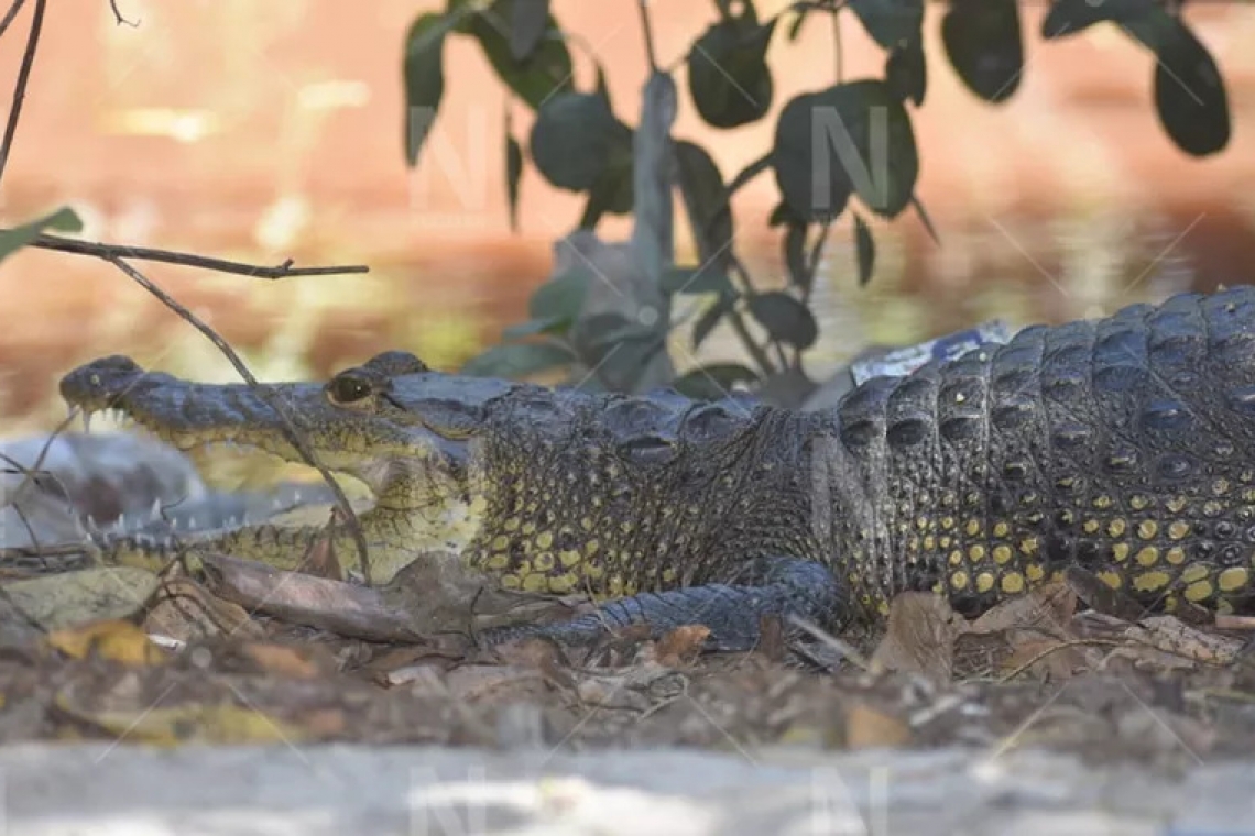 Cocodrilos cerca de un asentamiento irregular