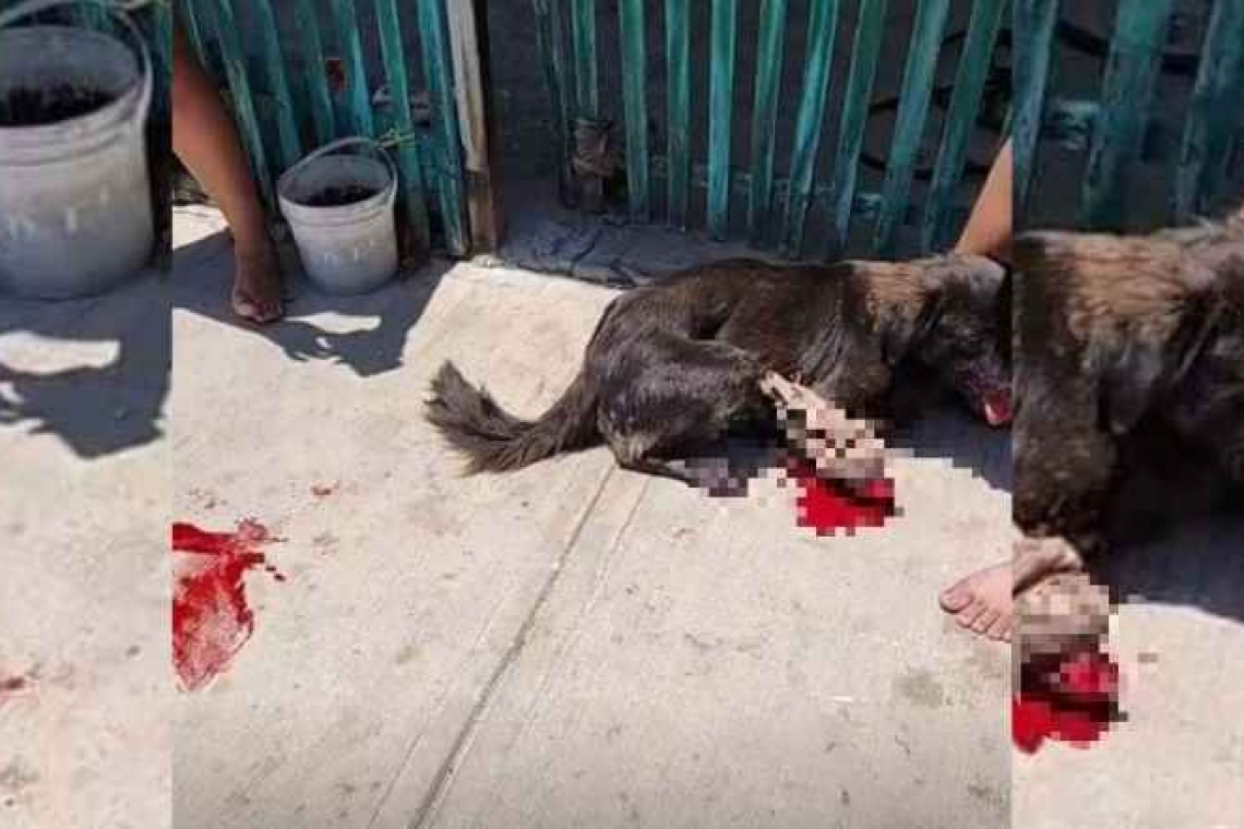 Un sujeto le cortó una pierna a un perrito.