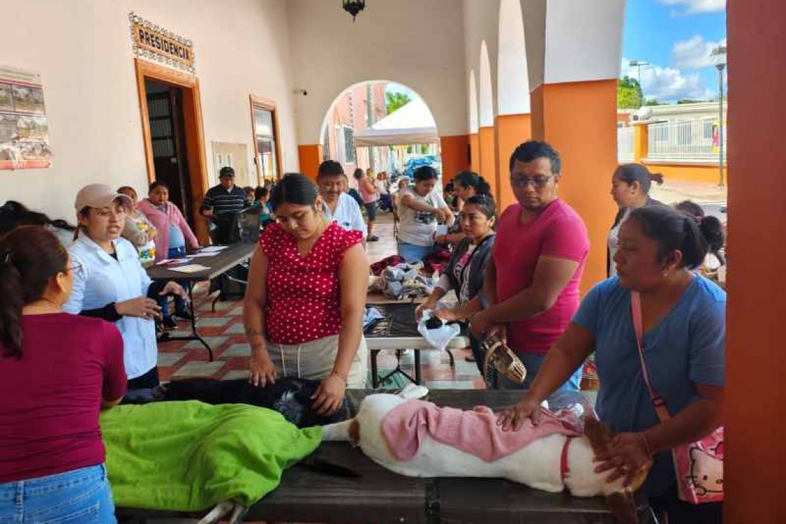 Refuerza Yucatán control poblacional de perros y gatos