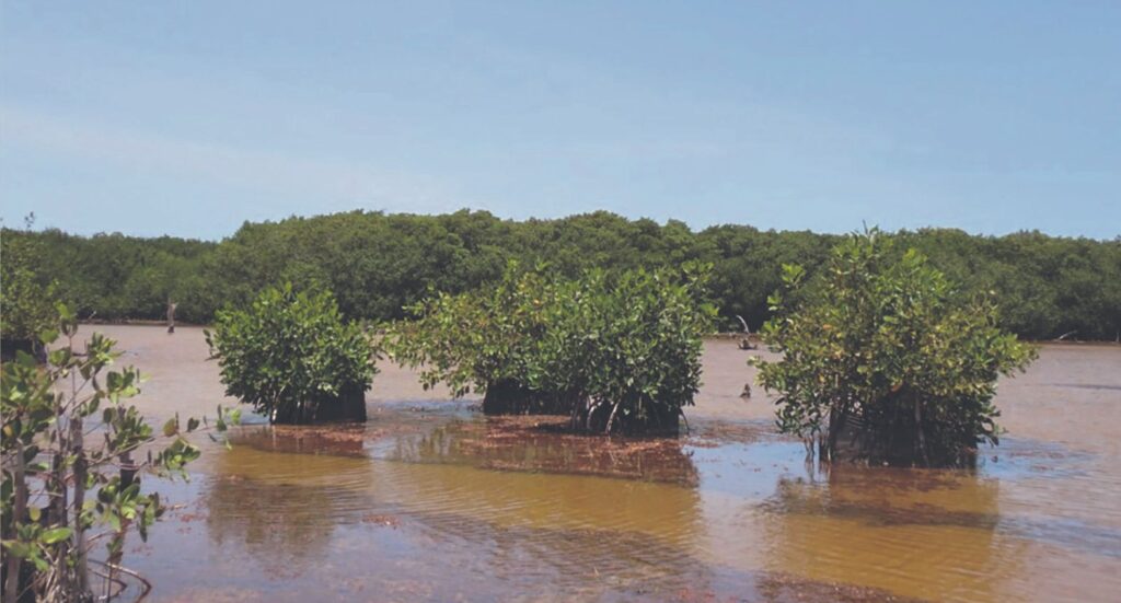 Recuperan 70 hectáreas de manglar en Sisal y Progreso con inversión tripartita
