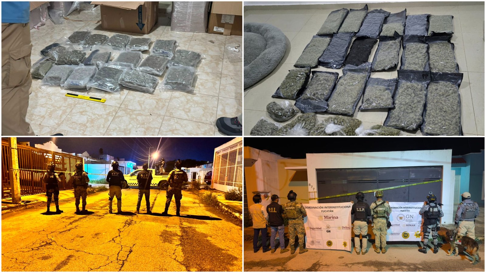 Aseguran más de 407 kilos de presunta marihuana en cateos de Mérida y Conkal