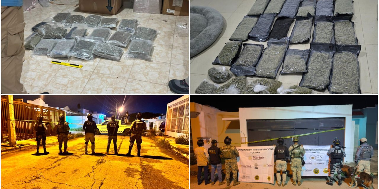 Aseguran más de 407 kilos de presunta marihuana en cateos de Mérida y Conkal