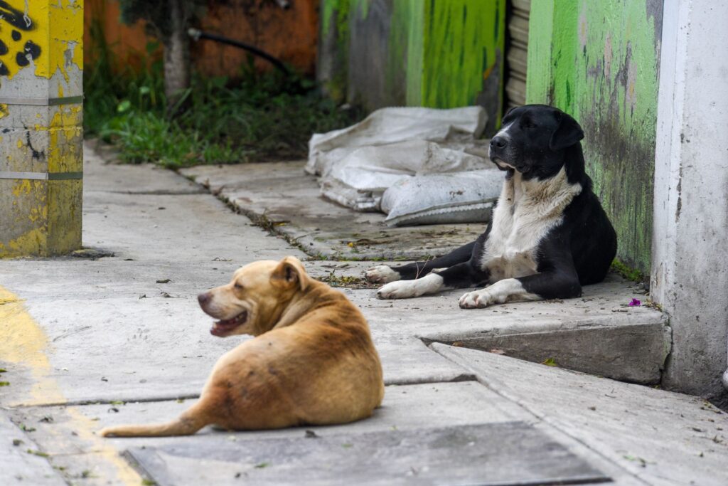 Centenario: cuatro de los siete perros ferales capturados podrían ser sacrificados