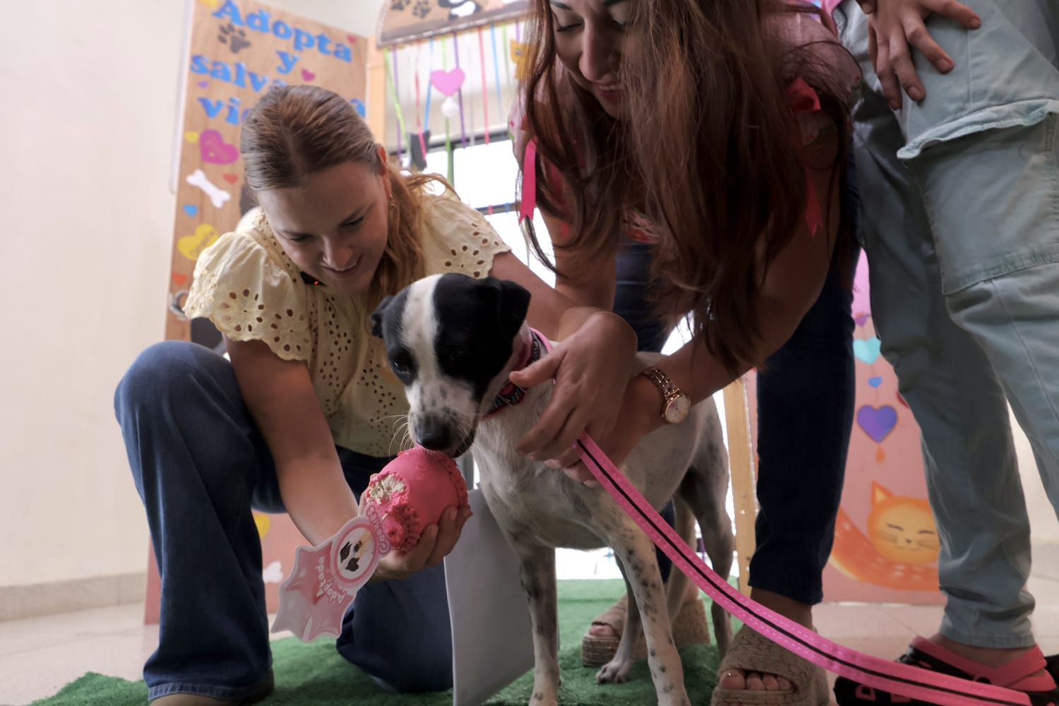 Cookis ya tiene familia: una perrita del programa Haz Match y Adopta encuentra hogar en Mérida