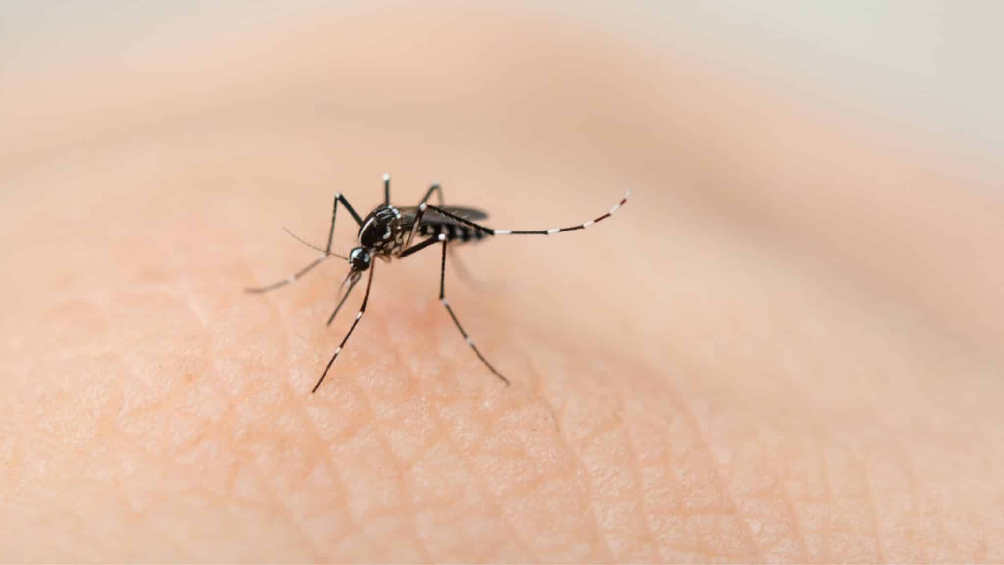 Dengue cobra primera víctima del año en la Península; SSa llama a descacharrizar