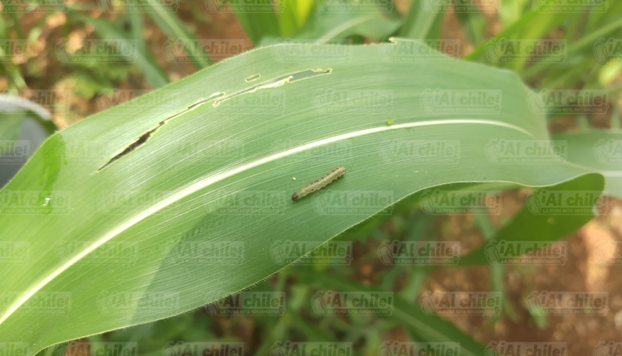Gusano cogollero asoma en milpas de Tzucacab y tensa al campo yucateco
