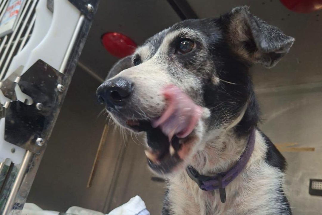 Mérida da seguimiento a denuncia por maltrato animal en Vergel 65