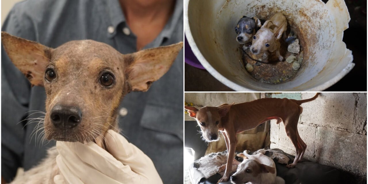 Resguardan a 48 perros en estado crítico en Mérida