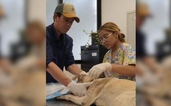 Salvan a lomito víctima de gusano barrenador en Mérida