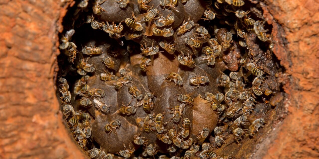 Xunan cab, la reina abeja de los mayas, busca el sello del IMPI